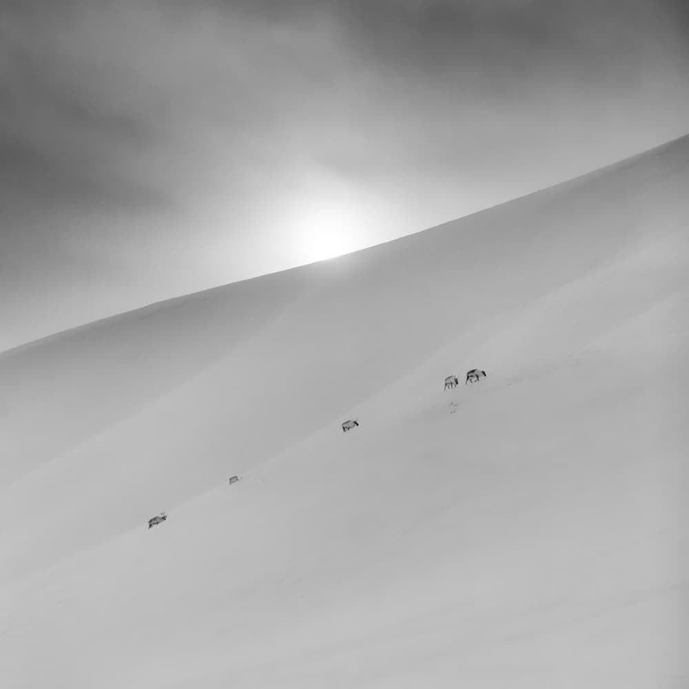 Reindeer Sunlit Snow by Åsmund Kværnstrøm — canvas wall art
