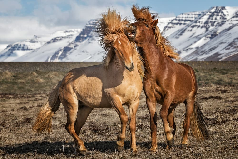 Icelandic Horse Play by Bragi Ingibergsson - BRIN — canvas wall art