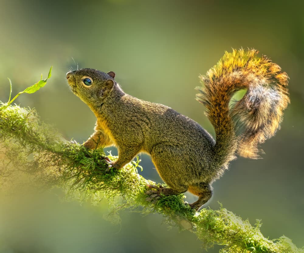Curious Squirrel on Branch by Yuan Su — canvas wall art