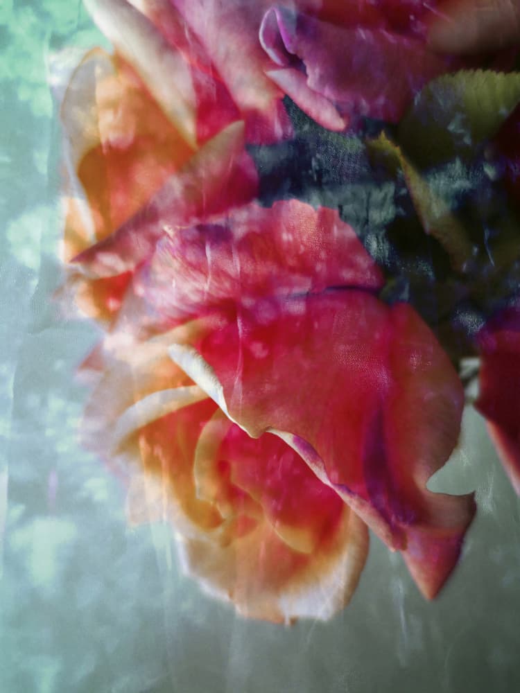 Dreamy Pink Roses by Angelo Cerantola — canvas wall art
