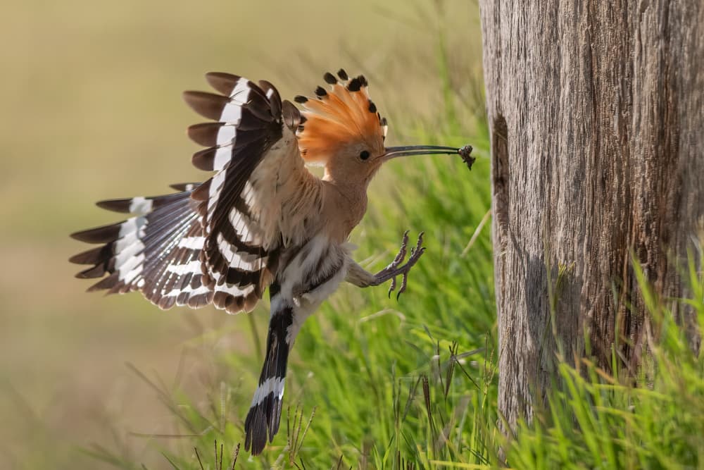 Hoopoe Bird Landing by Dirk Koster — canvas wall art