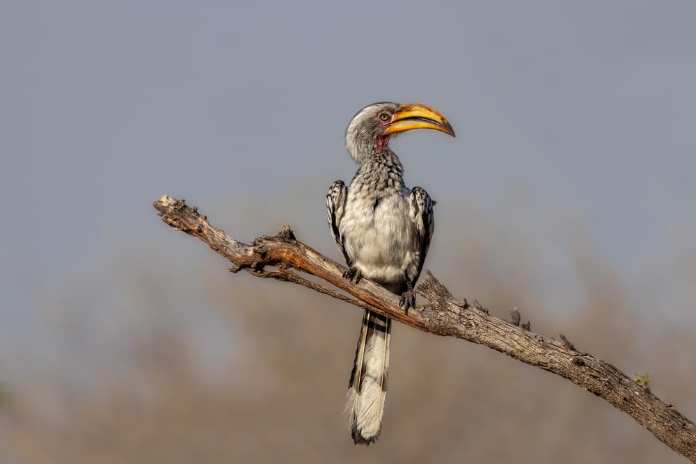 Yellow-Billed Hornbill Perched by Alessandro Catta — canvas wall art
