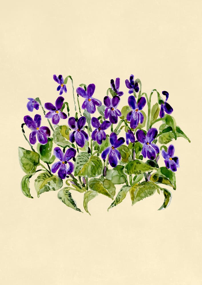 Delicate Purple Violets by Rosana Laiz Blursbyai — canvas wall art
