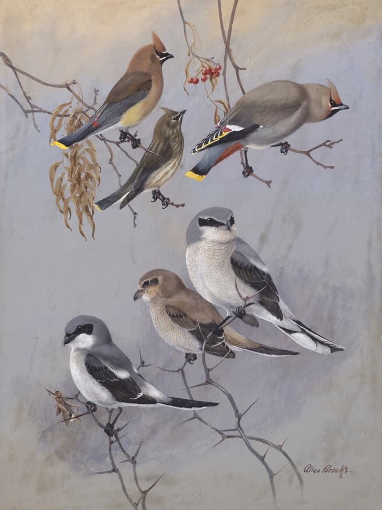 Waxwings By Allan Brooks by Allan Brooks — canvas wall art