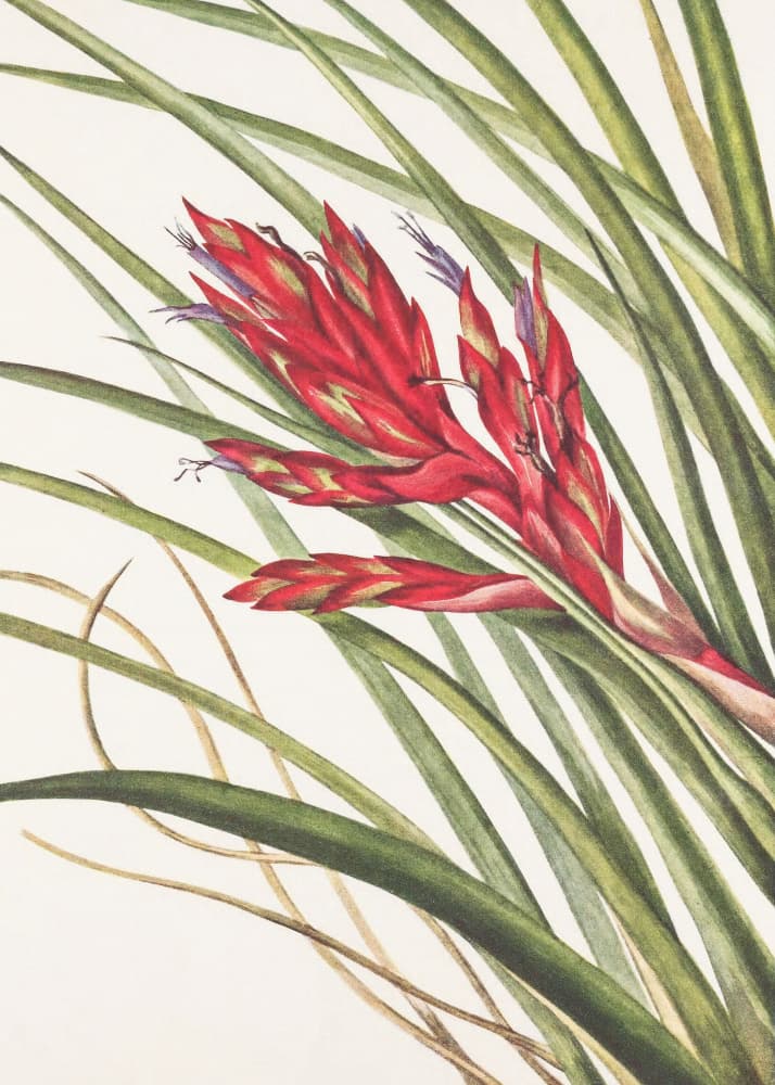 Quill Leaf Tillandsia From North American Wildflowers (1925) By Mary Vaux Walcott by Mary Vaux Walcott — canvas wall art