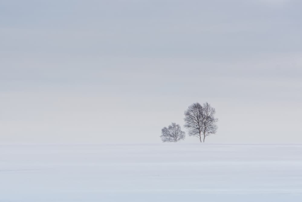 Serene Winter Trees by Dominic Schroeyers — canvas wall art