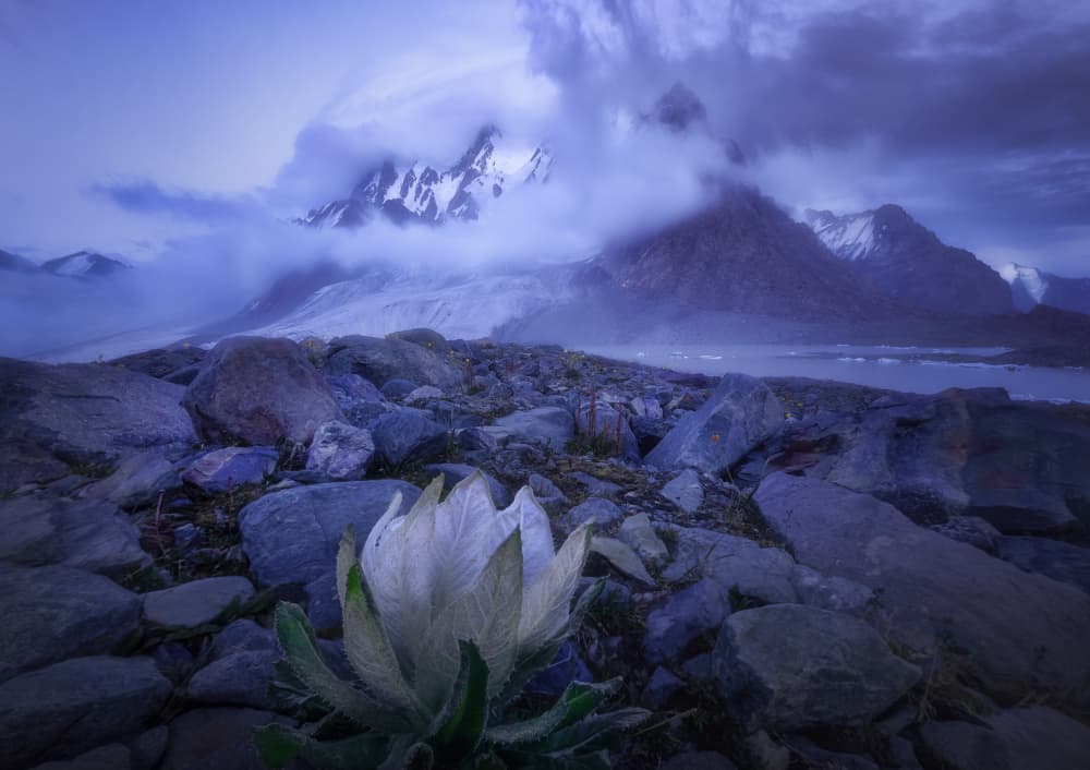 Misty Mountain Bloom by Damon Hao — canvas wall art