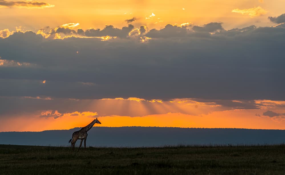 African Sunset Giraffe by Jie Fischer — canvas wall art