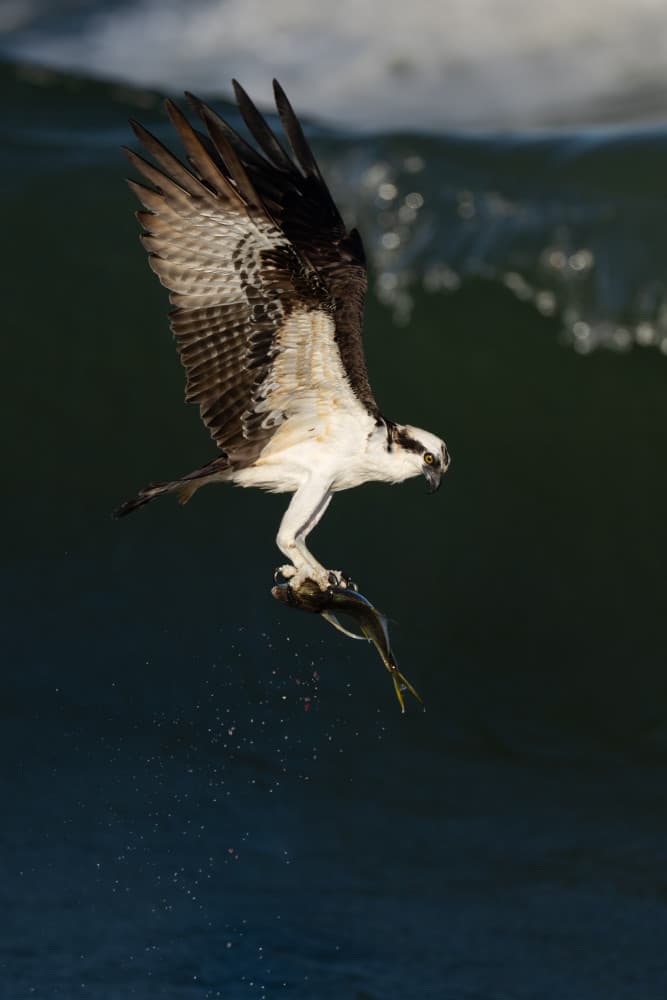 Osprey Catches Fish by John Fan — canvas wall art