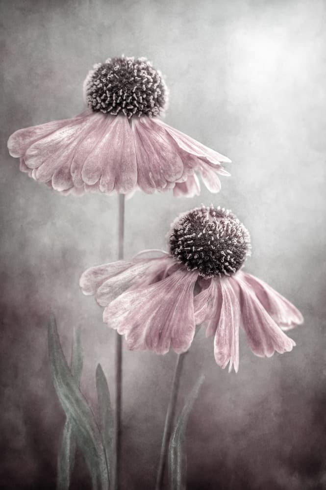 Duet by Mandy Disher — canvas wall art