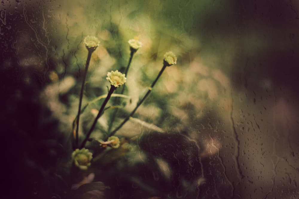 Delicate Garden Rain by YoungIl Kim — canvas wall art
