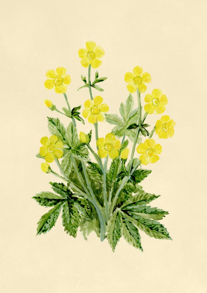 Yellow Buttercup Bouquet by Rosana Laiz Blursbyai — canvas wall art