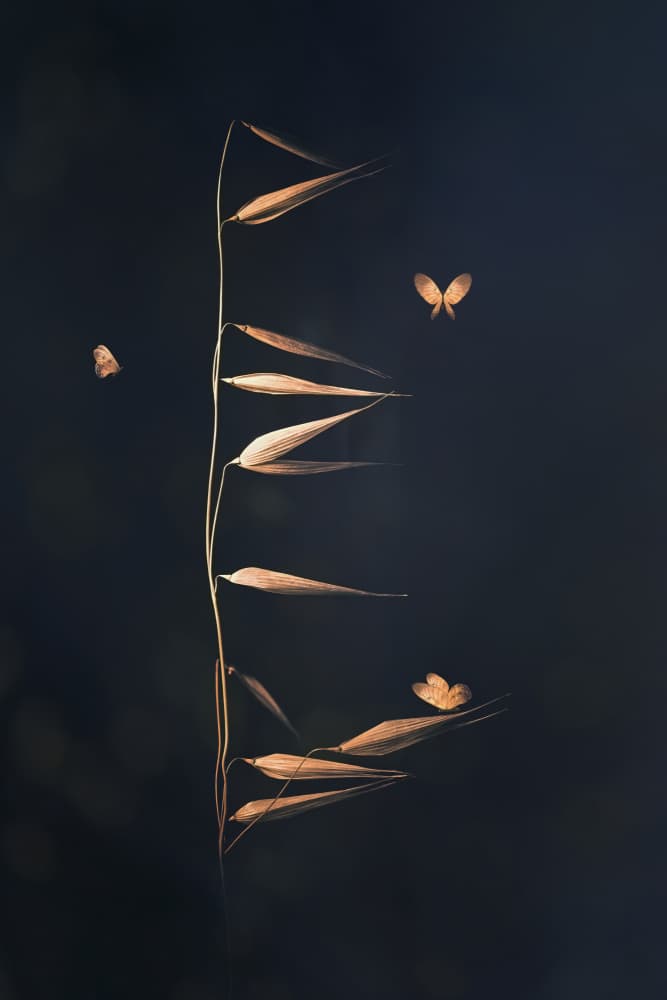 Moths on Golden Plant by Cicek Kiral — canvas wall art