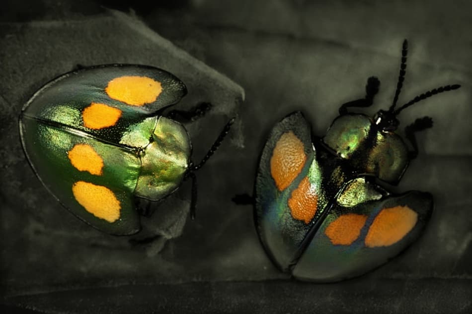 Emerald Spotted Beetles by Jimmy Hoffman — canvas wall art