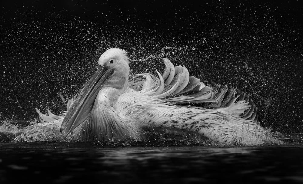 Dramatic Pelican Splash by C.S. Tjandra — canvas wall art