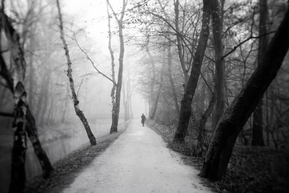 Misty Forest Walk by Adam Dauria ☂ — canvas wall art