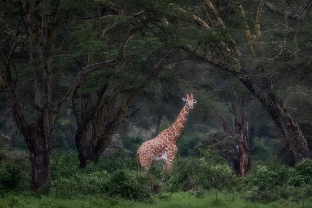 Giraffe in Green Forest by Luigi Ruoppolo — canvas wall art