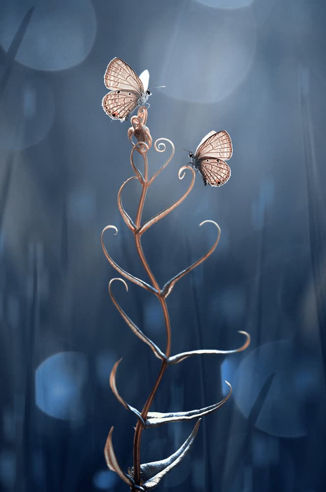 Ethereal Butterflies and Hearts by Edy Pamungkas — canvas wall art
