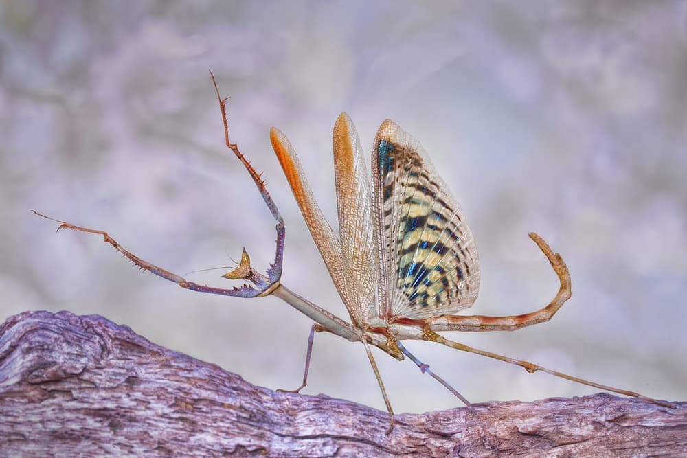 Elegant Winged Mantis by Jimmy Hoffman — canvas wall art
