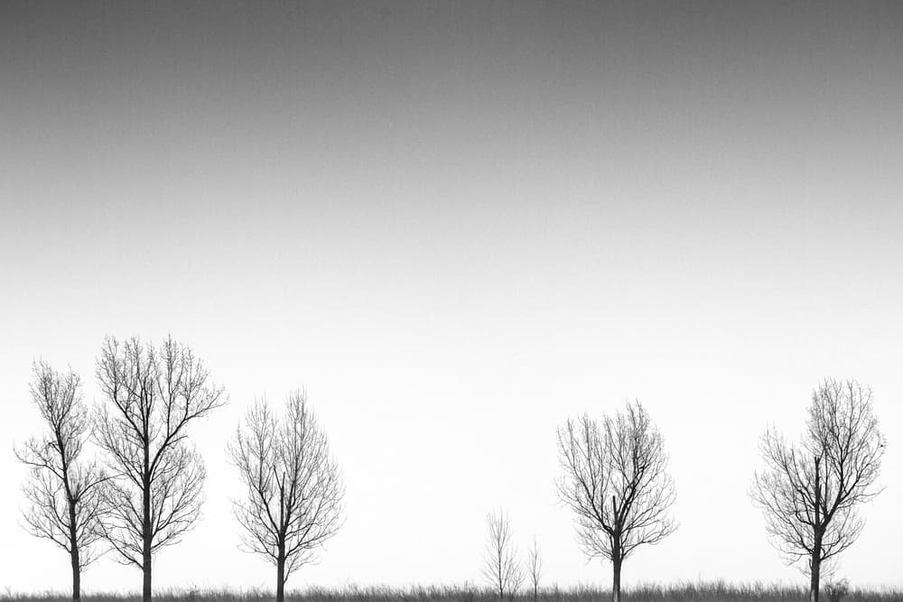 Serene Winter Trees by Catalin Baican — canvas wall art