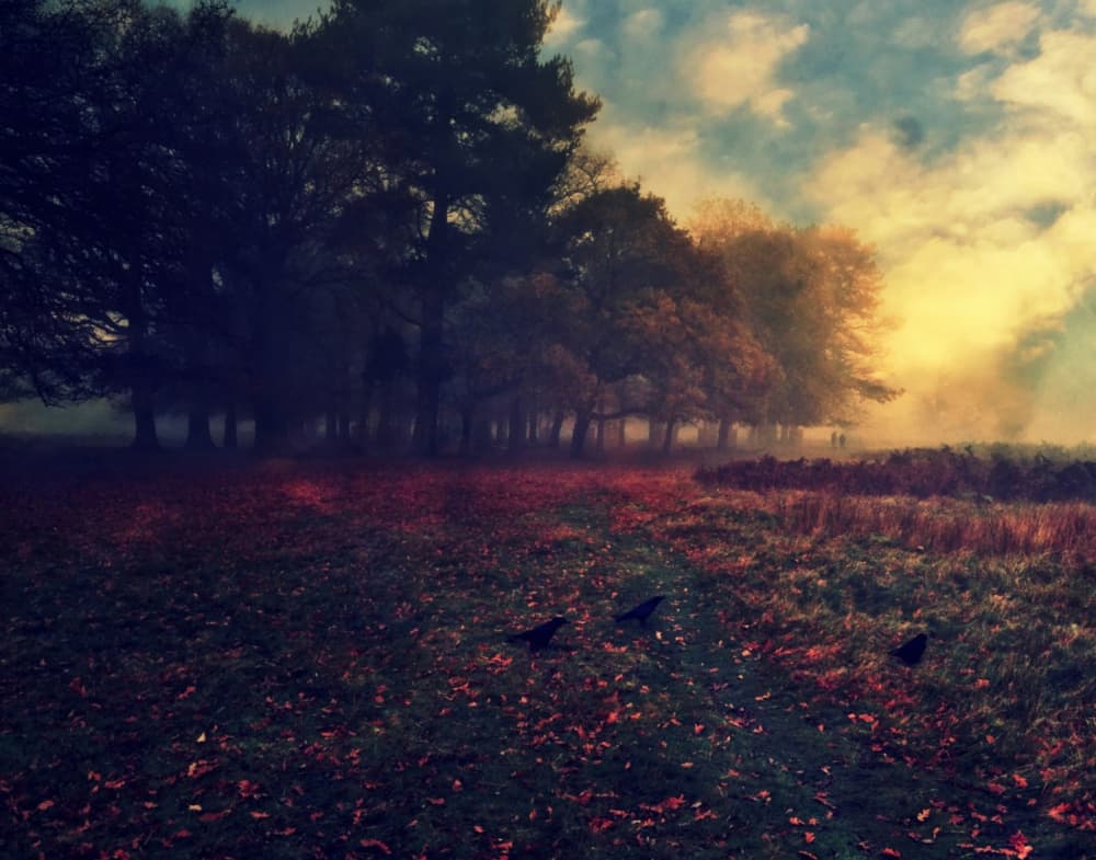 Misty Autumn Woods by Robert Fabrowski — canvas wall art