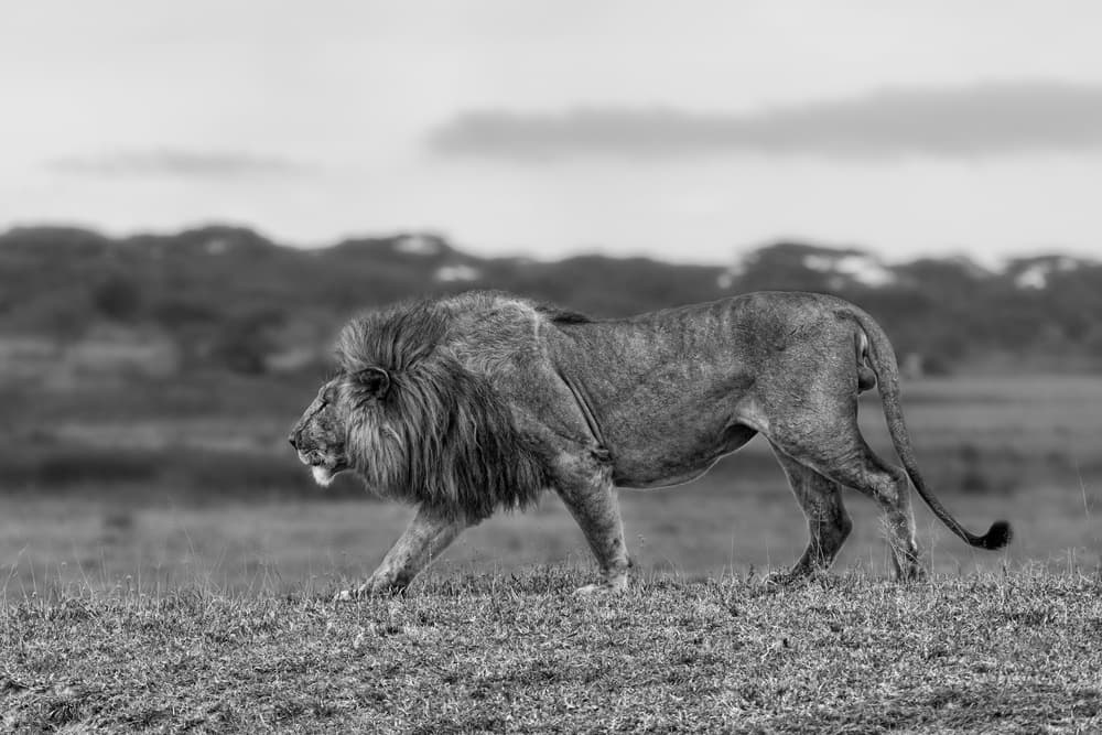 Majestic African Lion by Alessandro Catta — canvas wall art