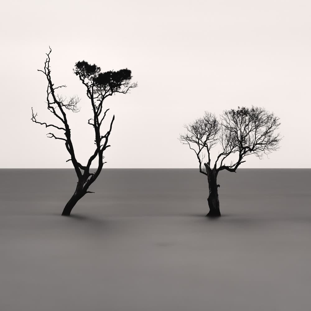 Solitary Trees Calm Water by Steven Fudge — canvas wall art