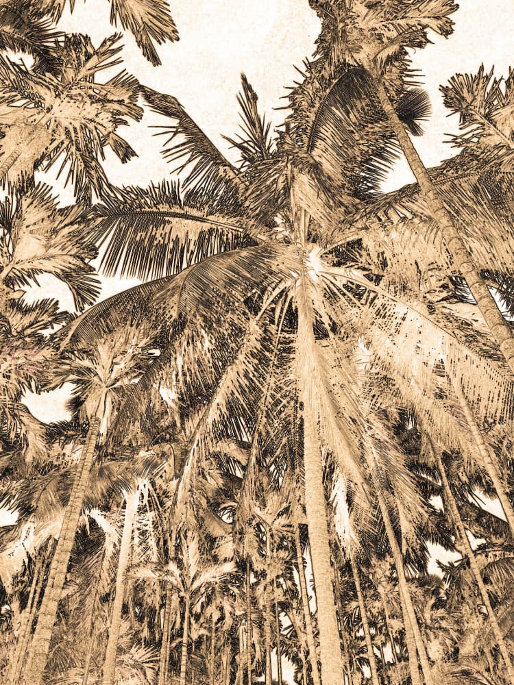 Sepia Palm Forest by Santhosh ch — canvas wall art
