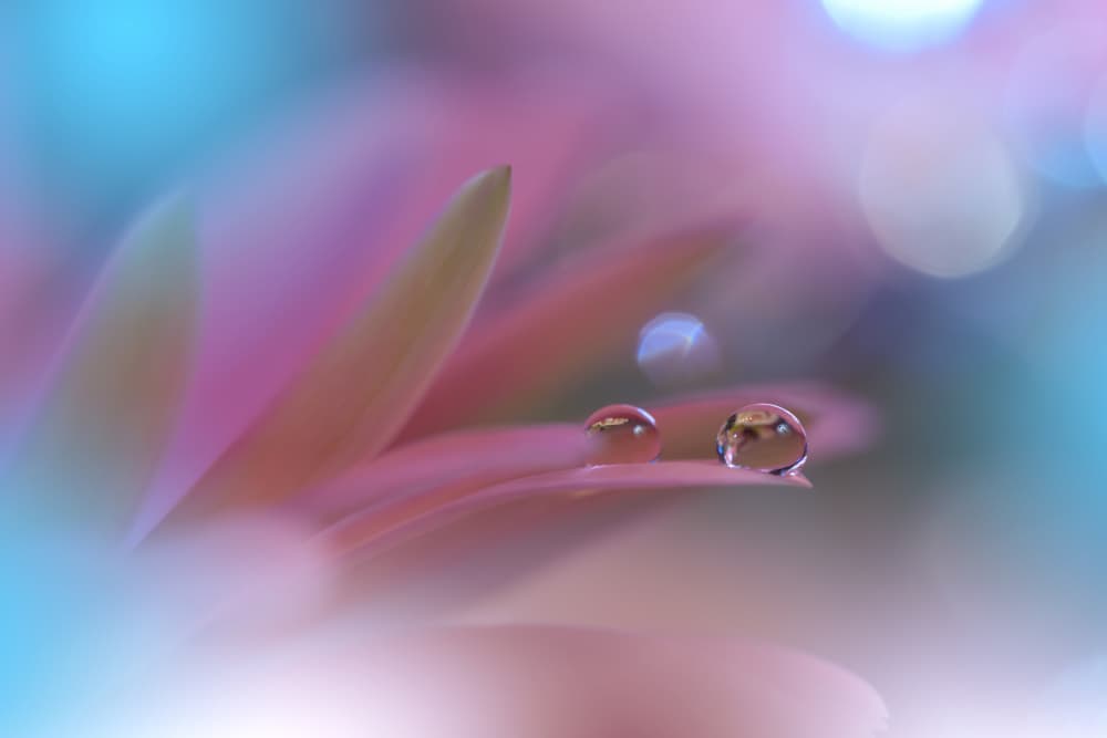 Soft Pink Petal Drops by Juliana Nan — canvas wall art