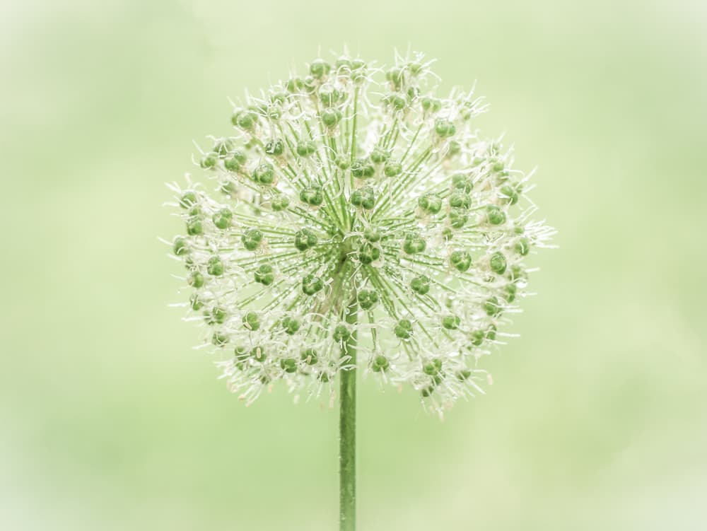 Soft Green Allium Bloom by KajaG — canvas wall art