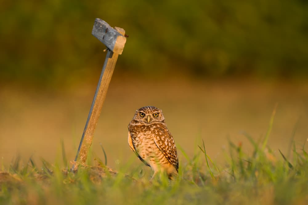Burrowing Owl Golden Hour by John Fan — canvas wall art