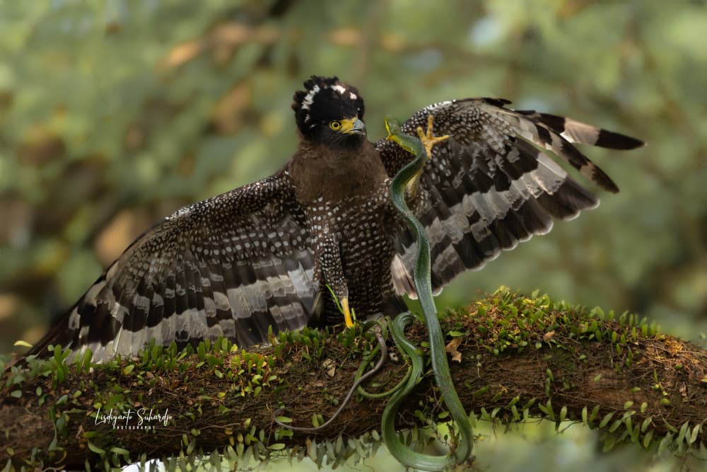 Eagle Catches Green Snake by Lisdiyanto Suhardjo — canvas wall art