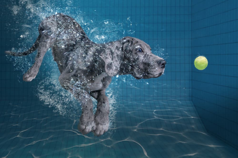 Playful Puppy Dive by Marcel Egger — canvas wall art