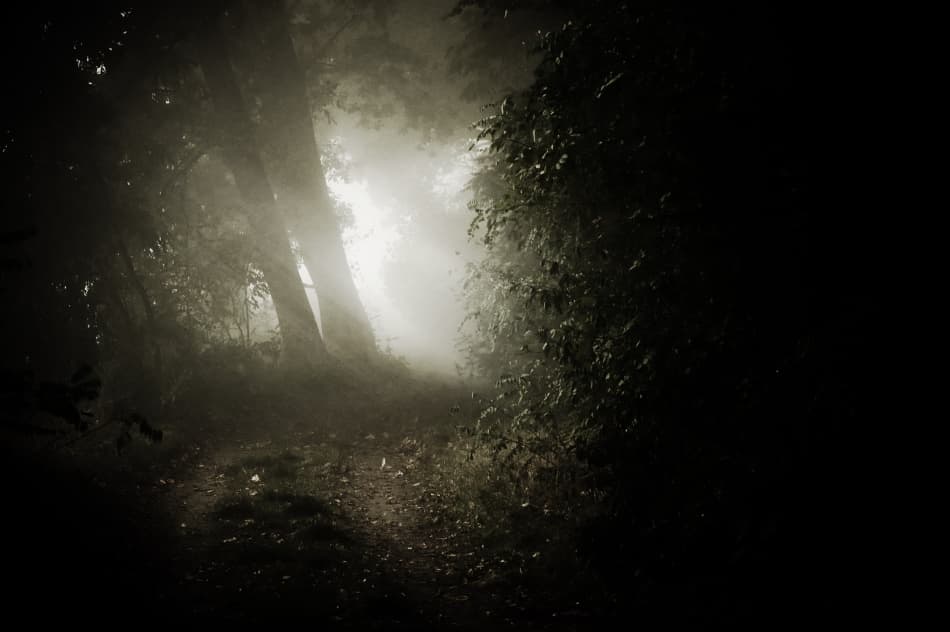 Misty Forest Path by ArtFiction (Andre Gehrmann) — canvas wall art