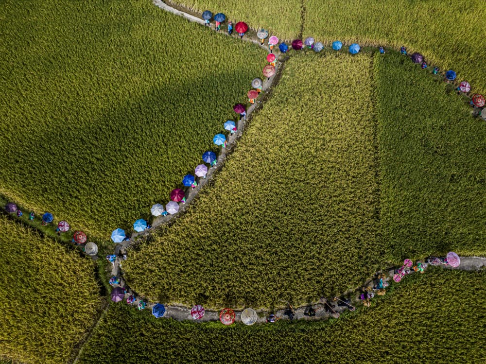 Colorful Umbrellas Rice Fields by Ovi D. Pop — canvas wall art