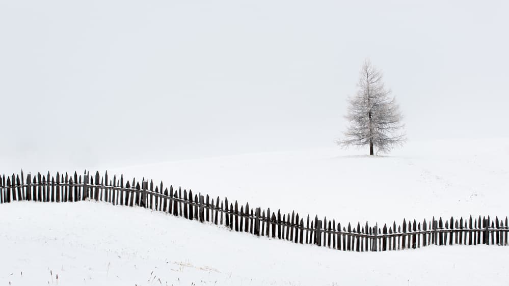 Snowy Field Solitude by Vito Miribung — canvas wall art