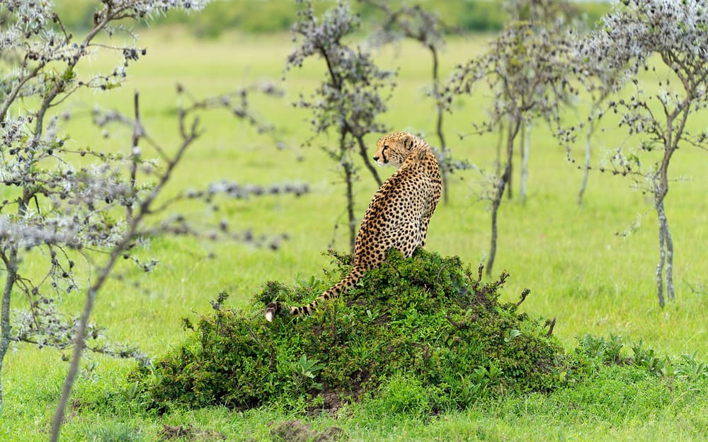 Watchful Savanna Cheetah by Hua Zhu — canvas wall art