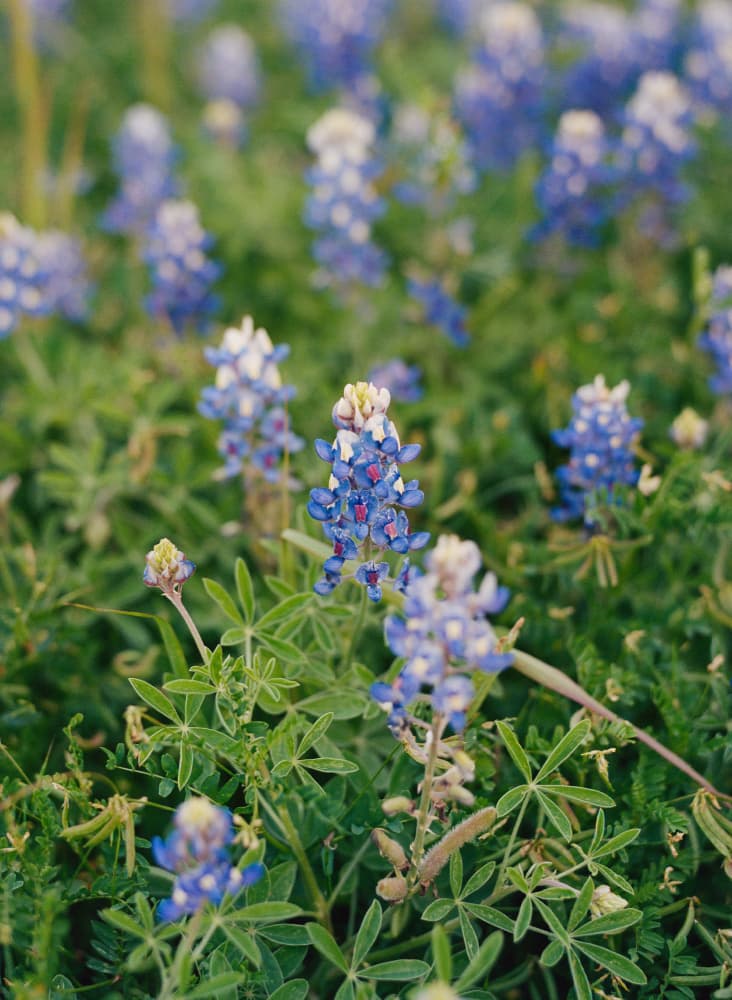 Texas Bluebonnet Field by Bethany Young — canvas wall art