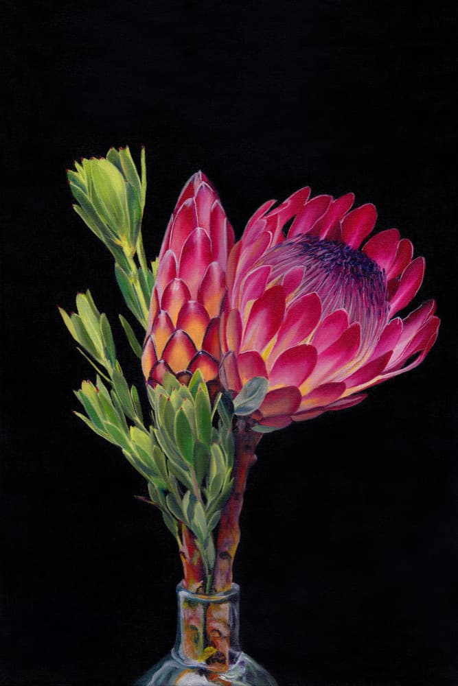 Vibrant Pink Proteas by Viccy Wanliss — canvas wall art