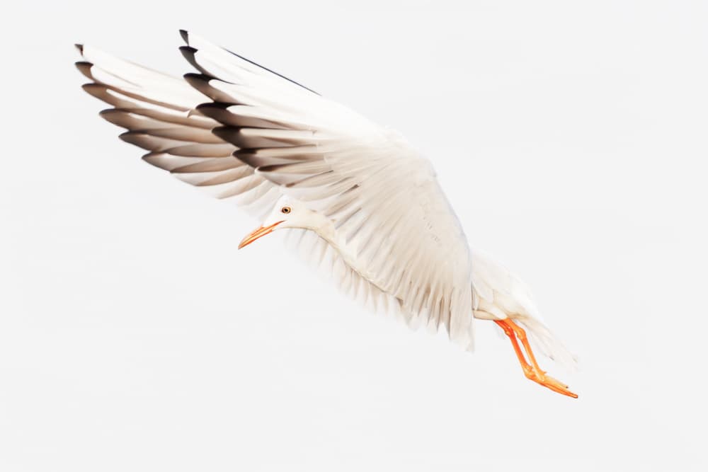 White Egret Flying by Bassant Meligy — canvas wall art