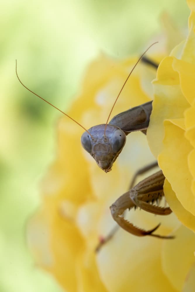 Curious Praying Mantis by Arsen Alaberdov — canvas wall art