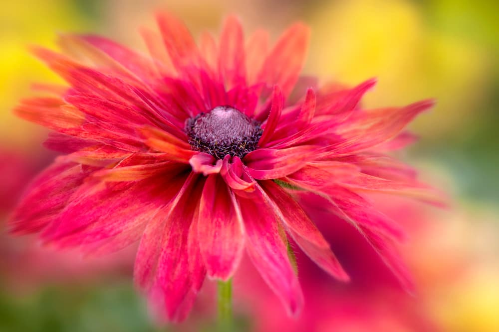 Vibrant Magenta Bloom by Jacky Parker — canvas wall art