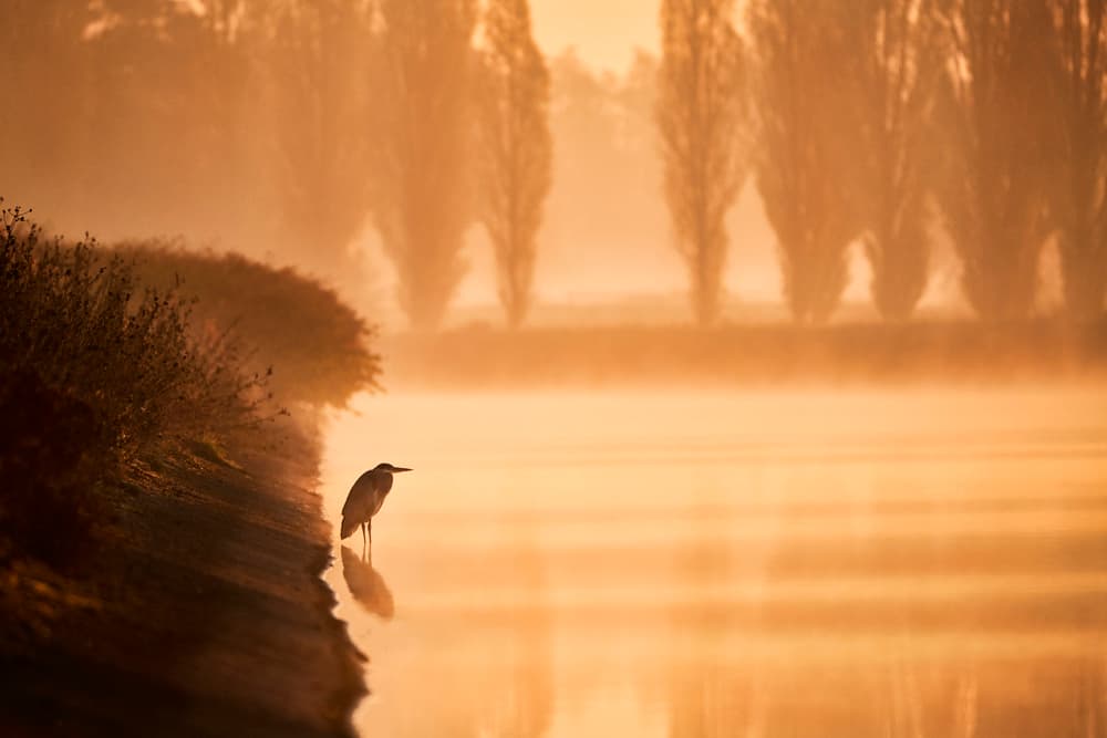 Golden Morning Heron by Denis — canvas wall art