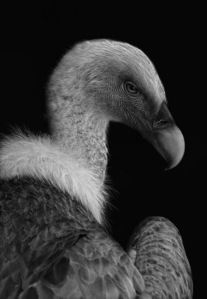 Majestic Vulture Profile by Jimmy Hoffman — canvas wall art