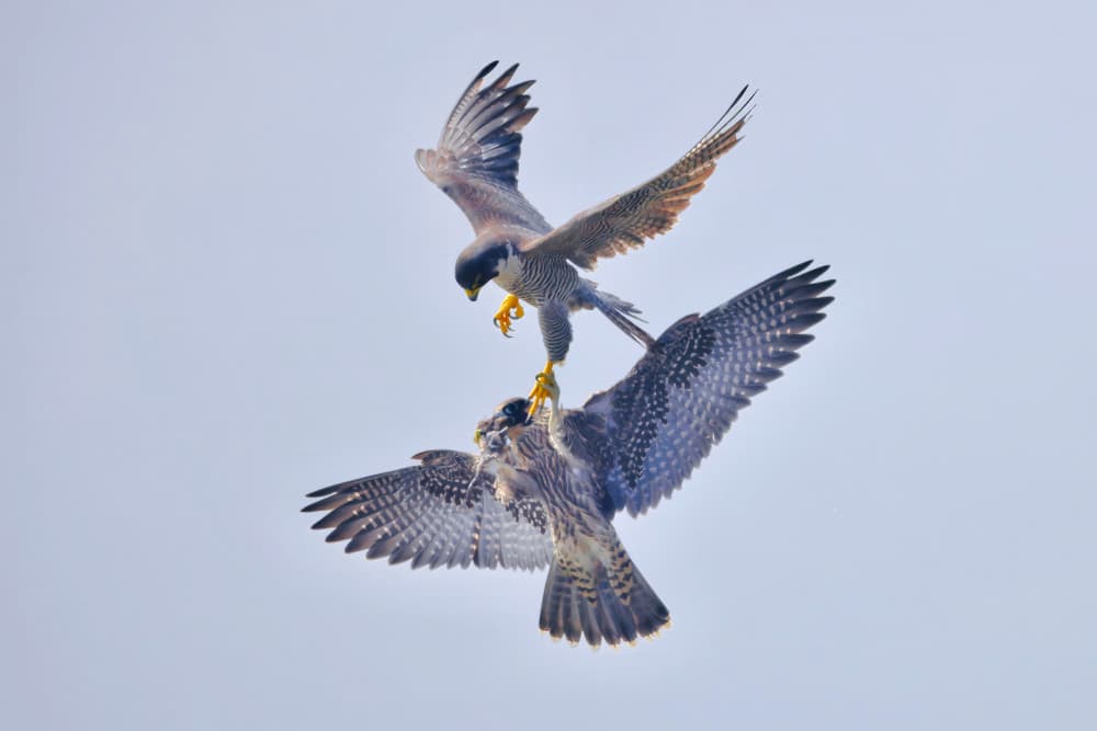 Peregrine Falcon Clash by Gavin Lam — canvas wall art