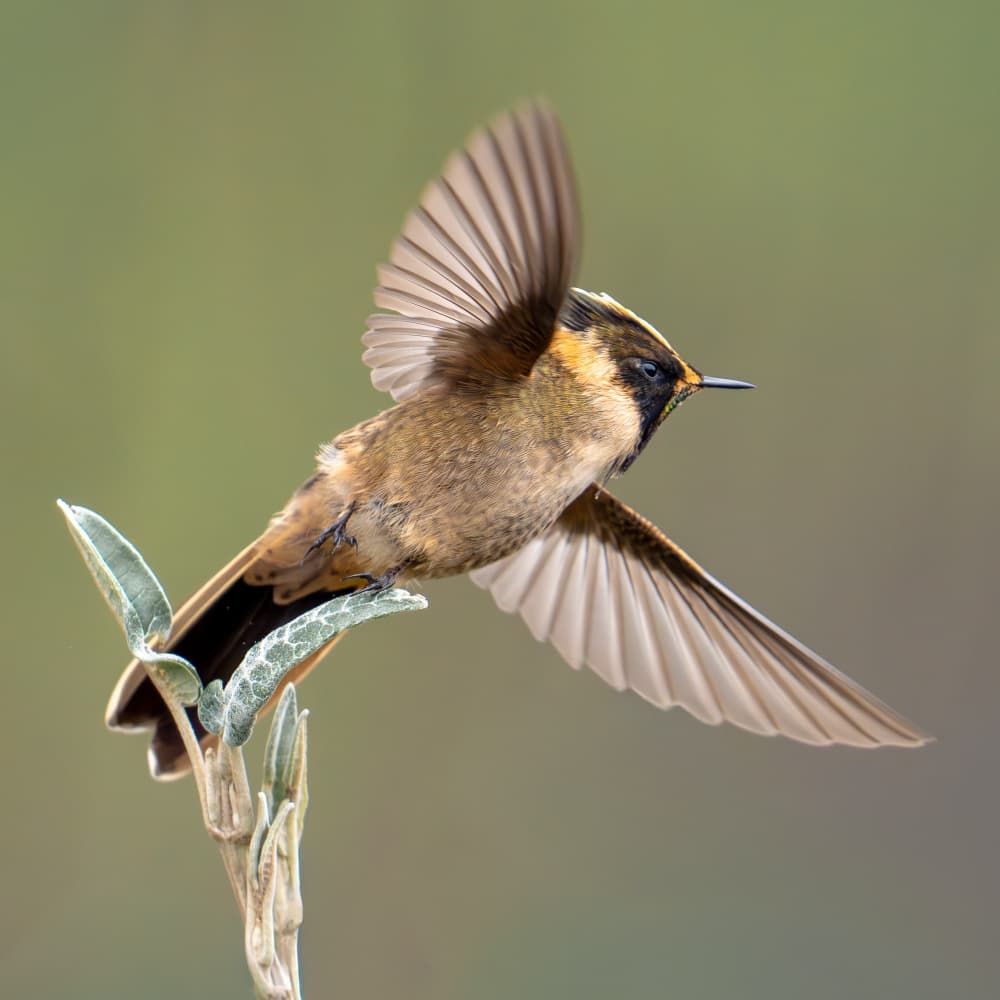 Hummingbird In Flight by Lisandro PEREZ — canvas wall art