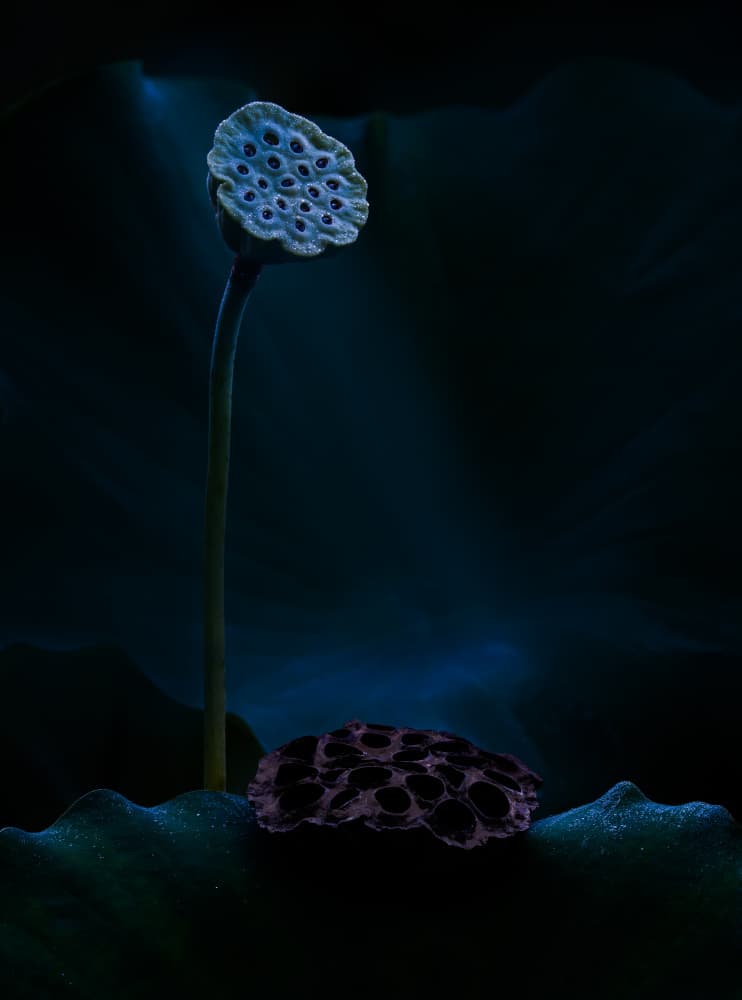 Serene Lotus Pods by Yanny Liu — canvas wall art