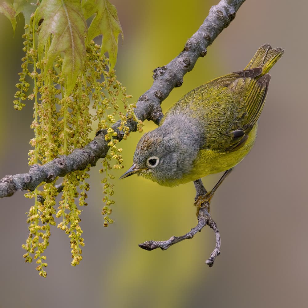 Vibrant Spring Warbler by Jacob (Jian) Xu — canvas wall art