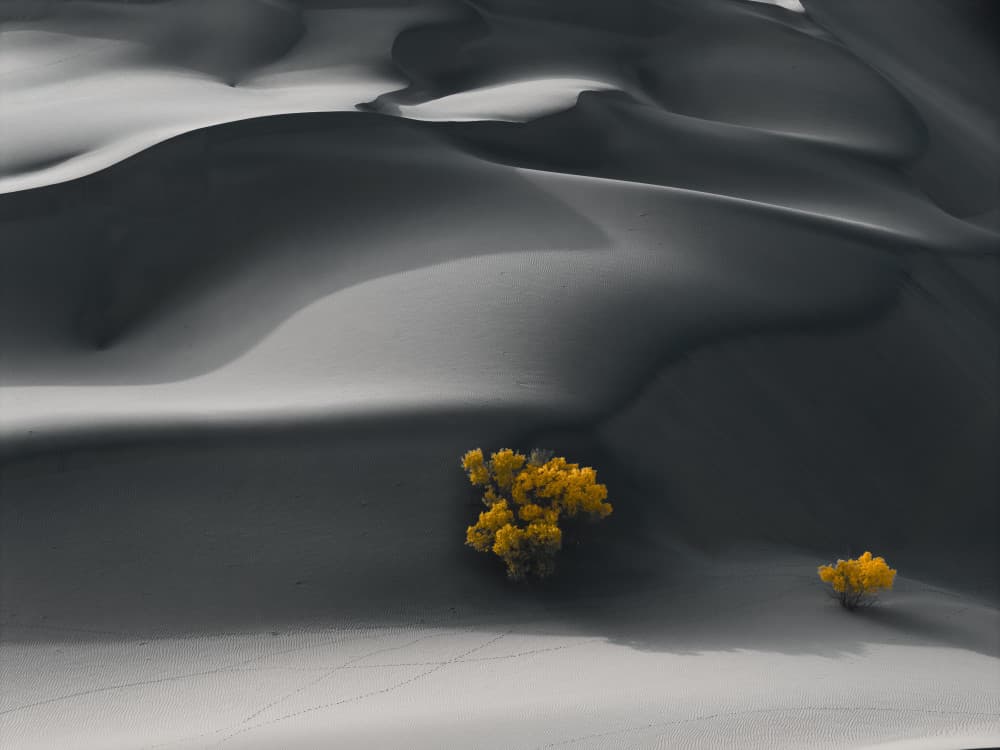 Golden Trees Desert Dunes by Bingo Z — canvas wall art
