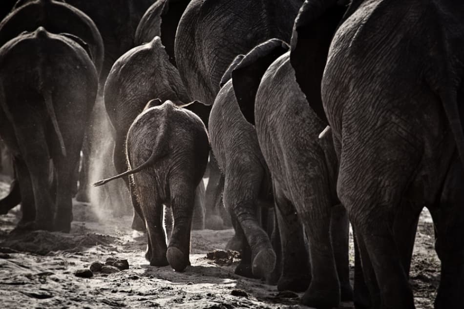 Dusty Elephant Family